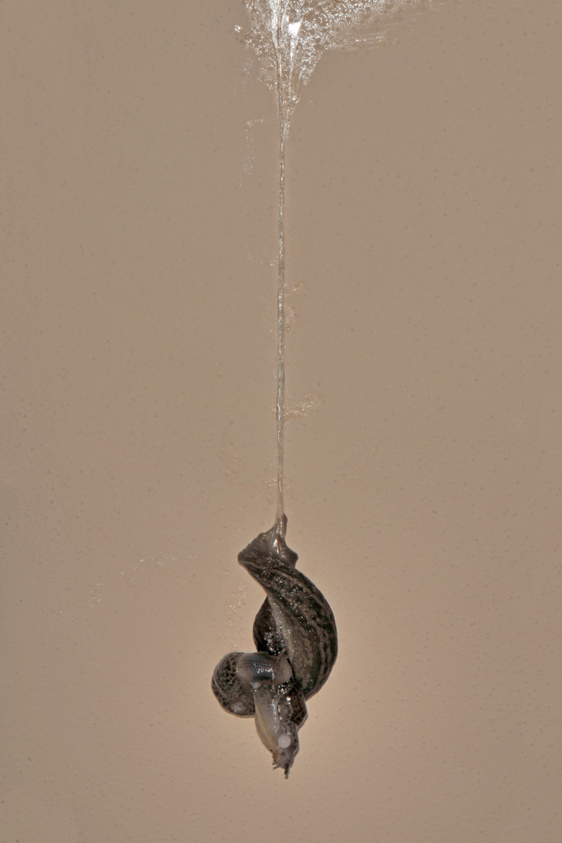 Limax in accoppiamento da id:
